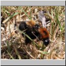 Bombus hypnorum - Baumhummel-Paarung 01b.jpg